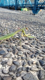 (untitled)